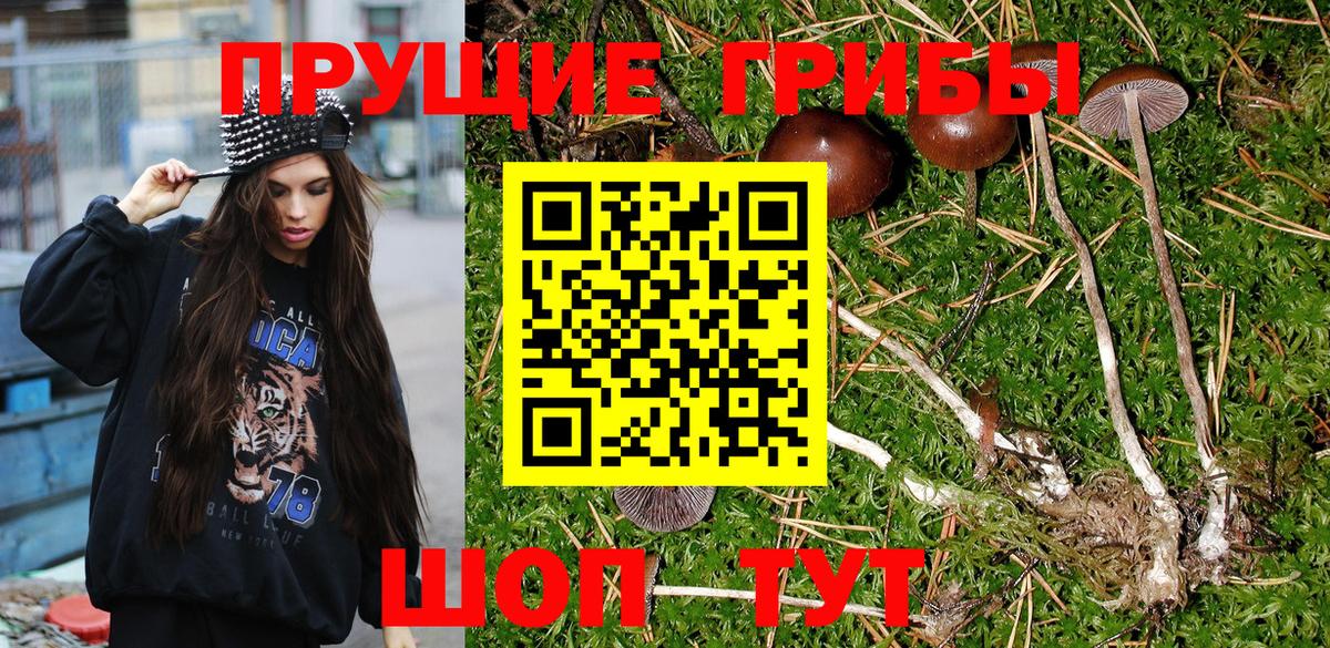 Псилоцибиновые грибы Psilocybine cubensis Майский